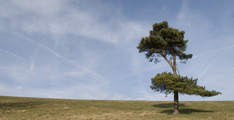 Tree on a hill