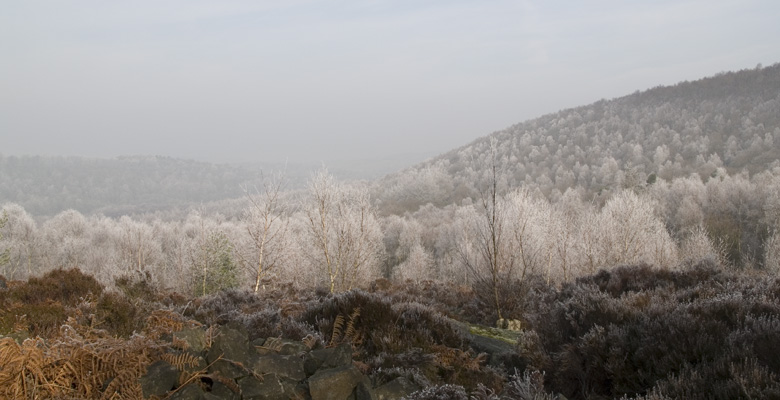 Wharncliffe Woods